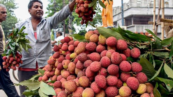 बिना पुख्ता प्रमाण के 'रसीली लीची' को इंसेफेलाइटिस से जोड़ना साजिश तो नहींं?
