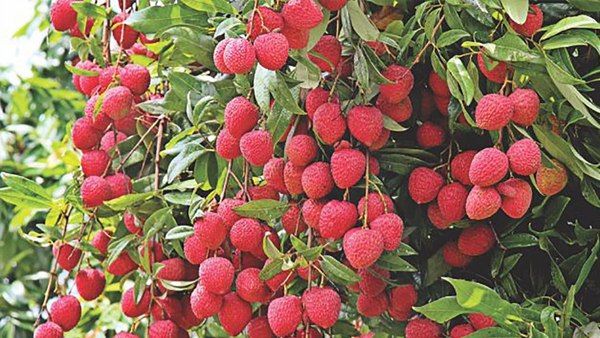 खाली पेट बहुत अधिक लीची खाने से क्यों बचना चाहिए?