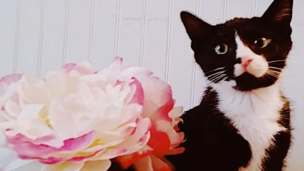 चलती वाशिंग मशीन में आधे घंटे तक फंसी रही बिल्ली, बाहर निकाला तो हो चुका था ये हाल