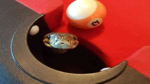 पूल खेलते हुए टेबल के पॉकेट से झांक रहा था अजगर, लोगों की नजर पड़ते ही...