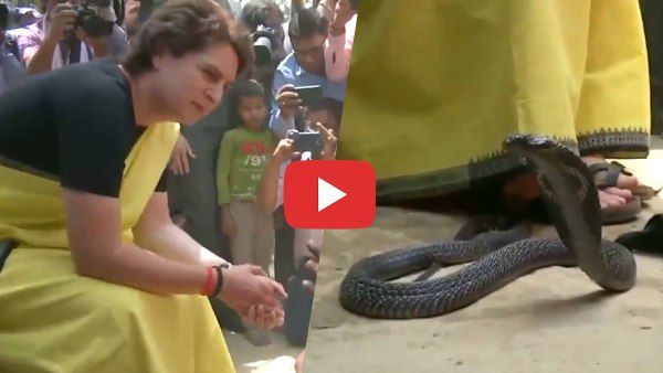 सांप के साथ खेलने के मामले में वन विभाग ने प्रियंका गांधी पर सुनाया फैसला, लोकसभा चुनाव प्रचार का है मामला