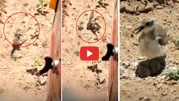 VIDEO: चलते ट्रैक्टर से अपने अंडे को बचाने पर अड़ गई नन्ही चिड़िया, ड्राइवर ने किया दिल जीतने वाला काम