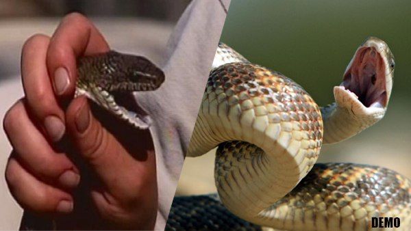 60 वर्षीय शख्स को सांप ने डंसा तो उसने भी पलट के सांप को काटा, जानिए फिर क्या हुआ अंजाम