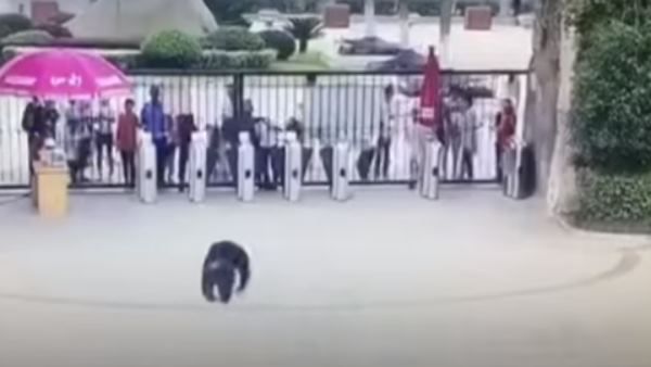 फिल्मी स्टाइल में चिड़ियाघर से भागा चिंपैंजी, वायरल वीडियो ने उड़ाए होश