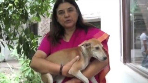 मेनका गांधी ने जानवरों के शेल्टर होम के लिए बेची पेंटिंग्स, होगा घायल पशु-पक्षियों का इलाज