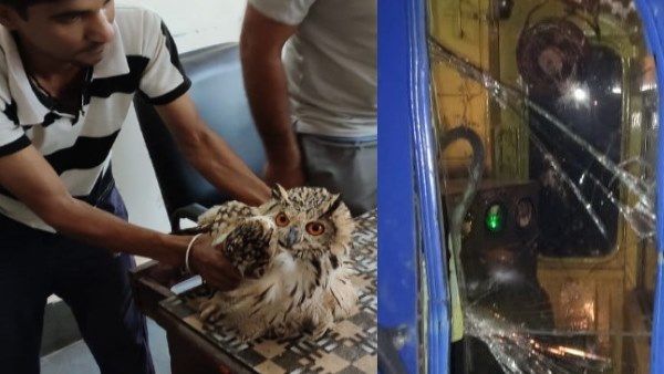 उल्लू से ट्रेन से टकराकर फोड़ दिया शीशा, RPF ने उल्लू को लिया कब्जे में, देखें VIDEO