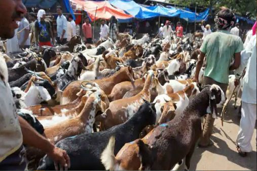 बकरीद पर घर या सोसाइटी में नहीं दे सकेंगे कुर्बानी,हाईकोर्ट ने लगाई रोक