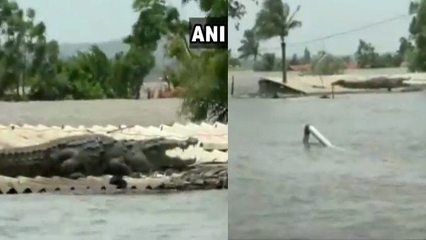बाढ़ से बिगड़े हालात के बीच घर की छत पर चढ़ गया मगरमच्छ, VIDEO वायरल