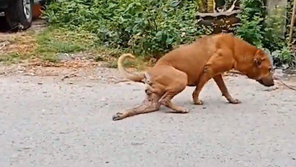 लोगों को आकर्षित करने के लिए ये कुत्ता करता है चौंकाने वाली एक्टिंग, देखिए ये वायरल VIDEO