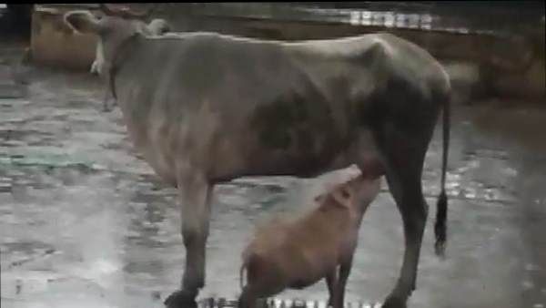 भूखे सुअर को गाय ने पिलाया दूध, गोमाता की ममता का वीडियो हुआ वायरल