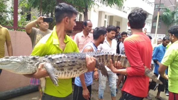 बाढ़ आने पर वडोदरा शहर में जगह-जगह नजर आए मगरमच्छ, अब तक 25 पकड़े गए