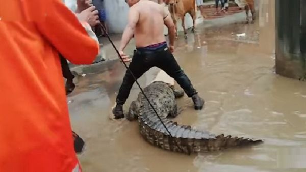 VIDEO: नदी से शहर में घुस आया 10 फीट लंबा मगरमच्छ, 7 जवानों ने 2 मिनट में ऐसे किया काबू