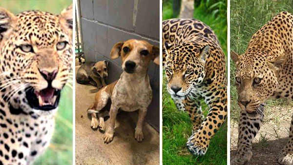 तीन तेंदुआ-एक नन्हा सा पिल्ला और ऐसे लिया कुत्ते की मौत का खौफनाक इंतकाम