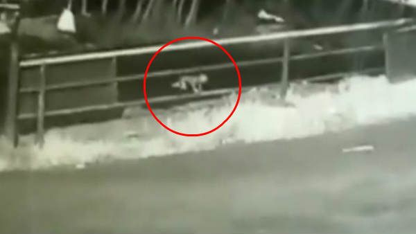 VIDEO: बीच सड़क तेज रफ्तार SUV से गिरी 1 साल की बच्‍ची, मां-बाप को पता ही नहीं चला, यूं बची जान