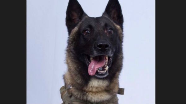 ISIS सरगना बगदादी को ढेर करने वाला हीरो मिलिट्री डॉग ड्यूटी पर वापस लौटा