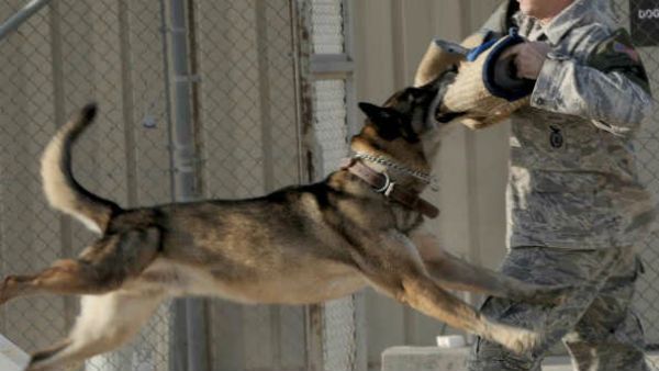 जानिए क्‍या है बगदादी और लादेन को ढेर करने वाले खतरनाक कुत्‍ते बेल्जियन मेलिनियॉस की कीमत