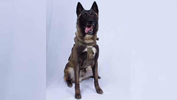 ये कुत्ता बना बगदादी की मौत की वजह, ट्रंप ने Tweet की तस्वीर, पोस्ट में लिखी बड़ी बात