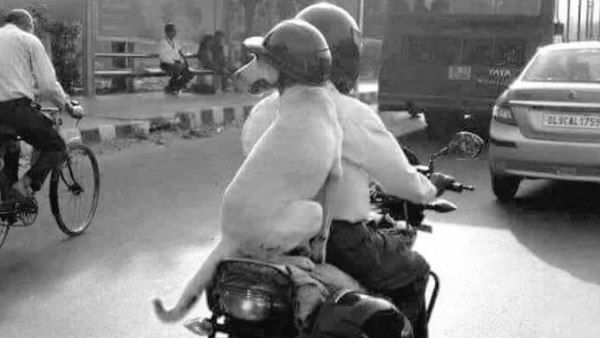 चलती बाइक पर बैठे डॉगी ने क्यों लगाया हेलमेट, वजह है बेहद खास