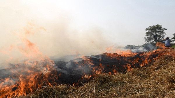 पराली जलाकर हवा को दमघोंटू क्यों बना रहे किसान, इससे क्यों नहीं करते ये कमाई