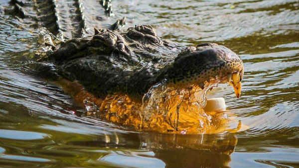 मगरमच्‍छ की आंख पर अंगूठा लगाकर कैसे एक रेंजर ने बचाई अपनी जान, 45 मिनट तक जबड़े में फंसा रहा पैर