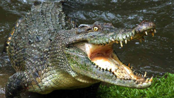 छोटी बहन की जान बचाने के लिए मगरमच्‍छ से भिड़ गया भाई, जबड़े से खींच बचाई जिंदगी