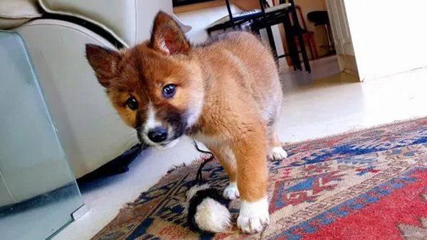 जिसे कुत्ते का बच्‍चा समझ घर लाई महिला, वो निकला विलुप्‍त हो रहे इस प्रजाति का जानवर