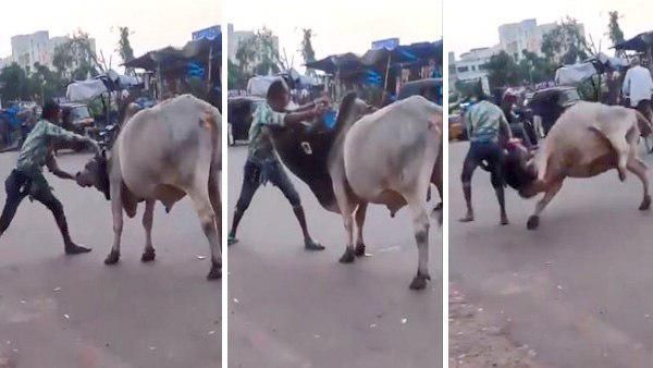 बीच सड़क 'भल्लालदेव' बना ये शख्स, भारी भरकम सांड को पटका, देखिए Video