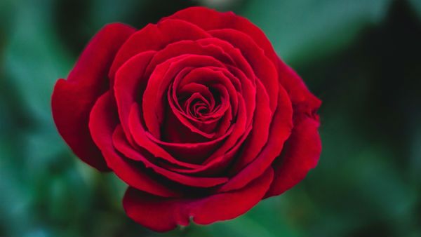 हर रंग कुछ कहता है: Favorite Colors से जानिए आप सेक्सी हैं या रोमांटिक?