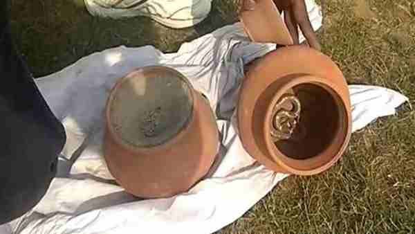 नागिन की मौत के गम में दो दिन बाद नाग ने भी तोड़ा दम, जानिए पूरा मामला