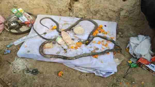 नाग की मौत के गम में नागिन की मौत का दावा, पूजा करने में जुटे ग्रामीण