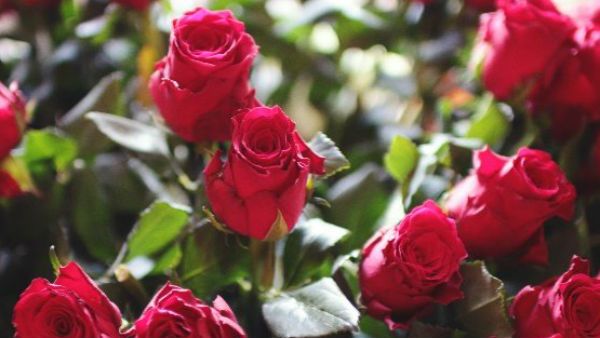 Happy Rose Day: वैलेंटाइन वीक आज से शुरू, अपने पार्टनर को हैप्पी रोज डे कहने के लिए अपनाए ये तरीका