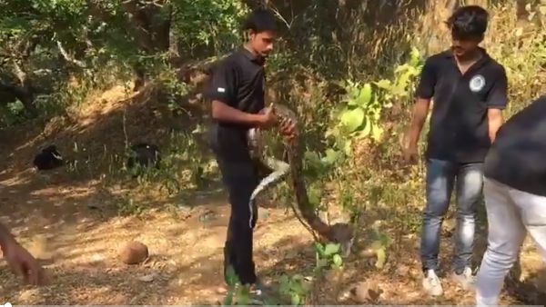 VIDEO: मुंबई के बांद्रा में अचानक निकल आए एक के बाद एक तीन अजगर, मचा हड़कंप