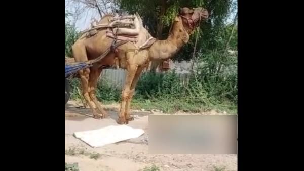 ऊंट ने अपने ही मालिक को दी खौफनाक मौत, पहले पैर चबाया, फिर सिर धड़ से किया अलग