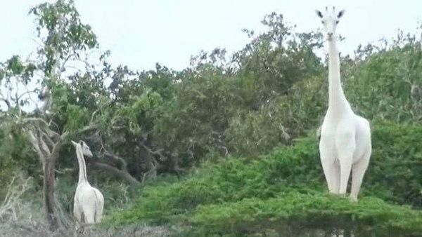 दुनिया की आखिरी सफेद मादा जिराफ और उसके बच्‍चे को शिकारियों ने मार डाला, धरती पर बचा सिर्फ एक वो भी नर