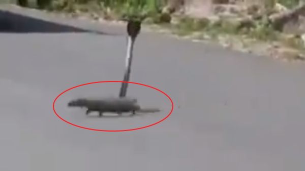 Video: आपने भी नहीं देखी होगी किंग कोबरा और नेवले के बीच ऐसी लड़ाई, सड़क पर लगा लंबा जाम