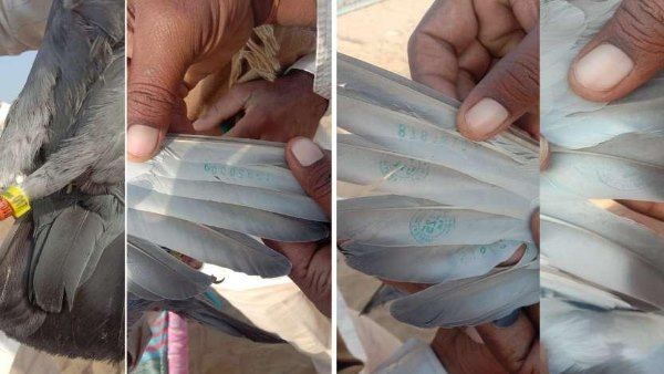 भारत-पाक सीमा पर मिला संदिग्ध कबूतर, पंखों पर लाहौर तक दूरी व शहरों के नाम लिखे मिले