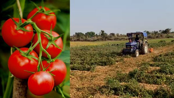 Tomato farming: ‘टमाटर भाव से अब किसान हो रहे लाल’, लागत तो दूर तुड़वाई का भी नहीं निकल रहा पैसा
