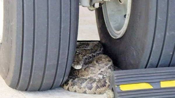 विमान के टायरों के बीच अराम फरमा रहे अजगर की तस्वीर को राजीव प्रताप रूडी ने किया शेयर