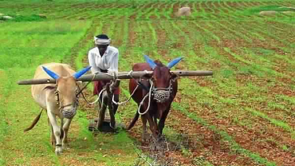 छत्तीसगढ़ः कलमा बैराज के प्रभावित 314 किसानों को मिला 22.78 करोड़ मुआवजा