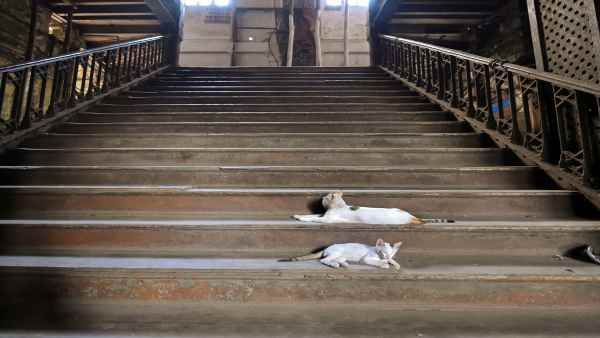 राहुल गांधी के चुनाव क्षेत्र केरल के वायनाड में क्यों मर रही हैं बिल्लियां, सामने आई ये बात