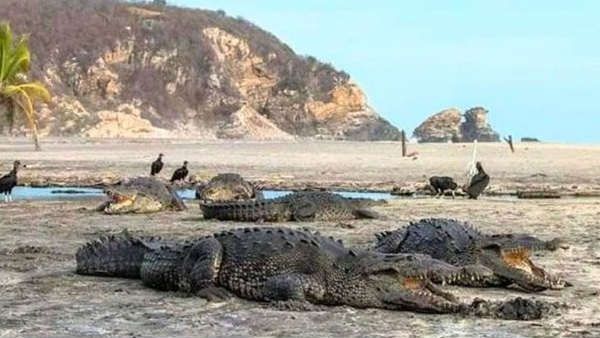 लॉकडाउन के चलते मगरमच्छों की मौज, खूबसूरत बीचों पर मस्ती से ले रहे हैं धूप का आनंद, देखिए तस्वीरें