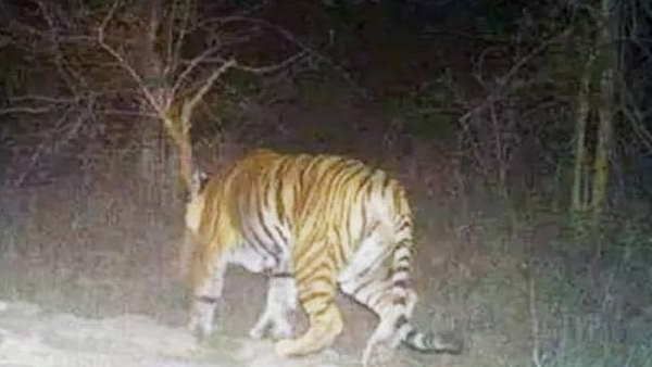 लॉकडाउन के चलते कैमूर फॉरेस्ट सैंक्चुरी में दिखा बाघ, पशु प्रेमियों में खुशी की लहर