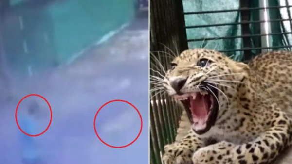 नासिकः जब सड़क पर घूम रहे लोगों पर टूट पड़ा तेंदुआ, देखें हमले का VIDEO
