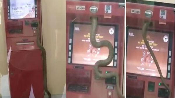Video: ICICI बैंक के ATM में घुसा जहरीला किंग कोबरा, कैश निकालने गए लोगों की निकली चीख