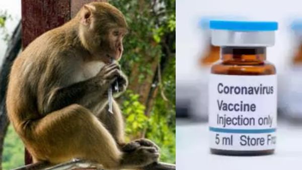 बंदरों पर नाकाम रही Oxford की कोरोना वैक्सीन, अब इस देश ने शुरू किया ट्रायल