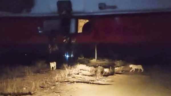 प्रसव पीड़ा से तड़पती महिला को लेकर गिर के जंगल से गुजर रही थी एंबुलेंस और शेरों ने रास्ता रोक लिया, जानिए फिर क्या हुआ