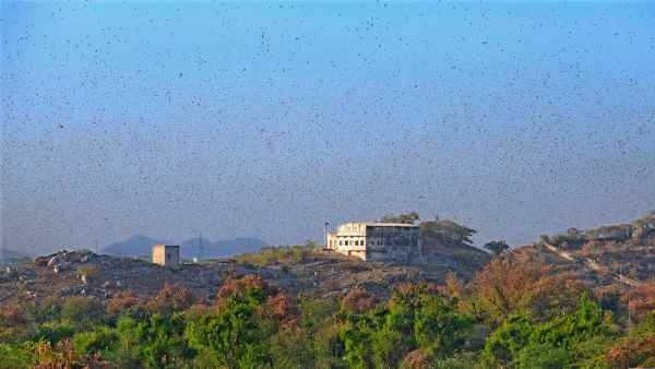 27 साल बाद हुआ है रेगिस्तानी टिड्डियों का इतना बड़ा हमला, इन टिड्डियों के बारे में पूरी बात जानिए