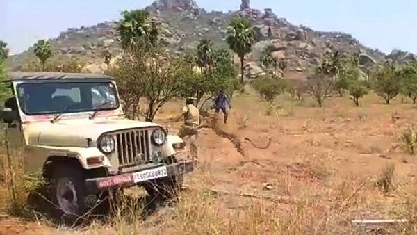 वन विभाग के कर्मचारियों पर तेंदुए ने बोला हमला, रोंगटे खड़े कर देगा वीडियो