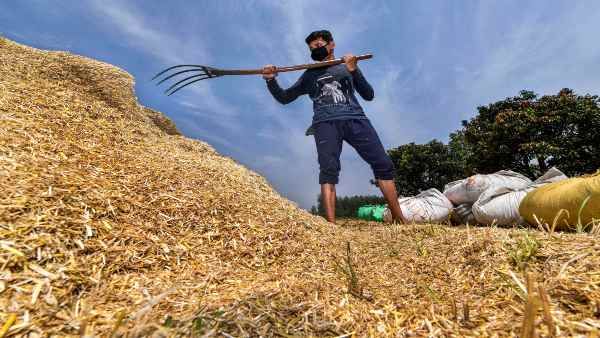 Lockdown: यूपी में एक दिन में औसतन 2 किसानों से भी गेहूं नहीं खरीद पा रहे हैं सरकारी खरीद केंद्र