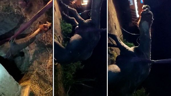 VIDEO: पत्तियां खाते वक्त 40 फुट गहरे कुएं में गिरा ऊंट, 24 घंटे फंसा रहा, फिर यूं बची जान